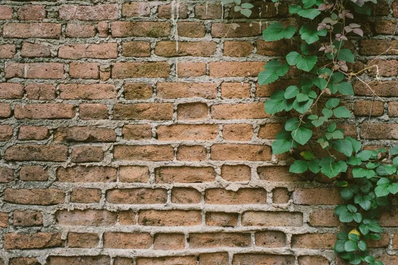 Ivy Covered Brick