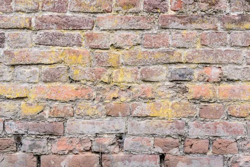 Lichen Spotted Brick