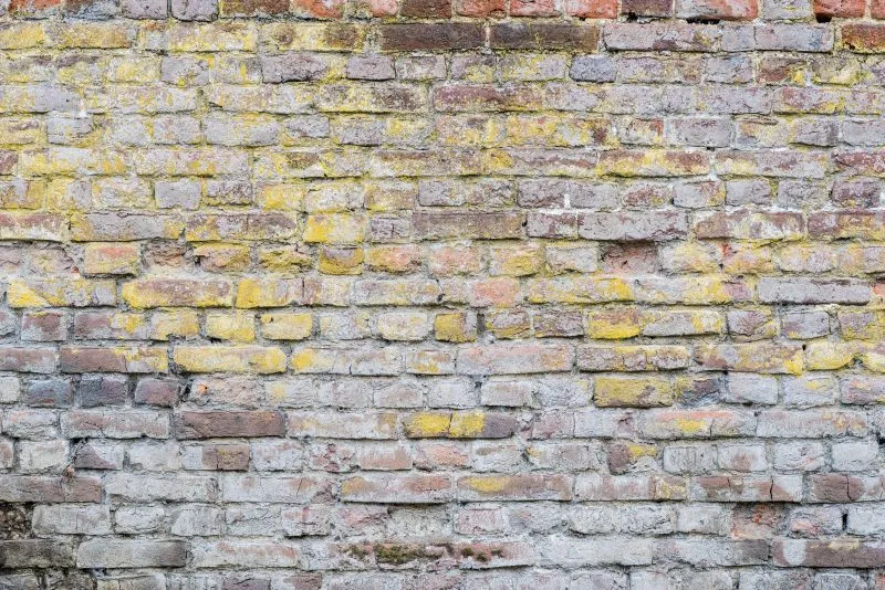 Yellow Lichen Brick
