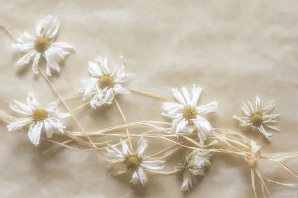White daisies tied with a loose raffia string, resting on soft cream silk