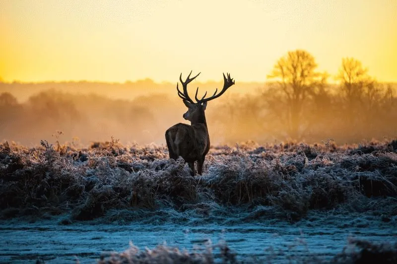 Deer #003