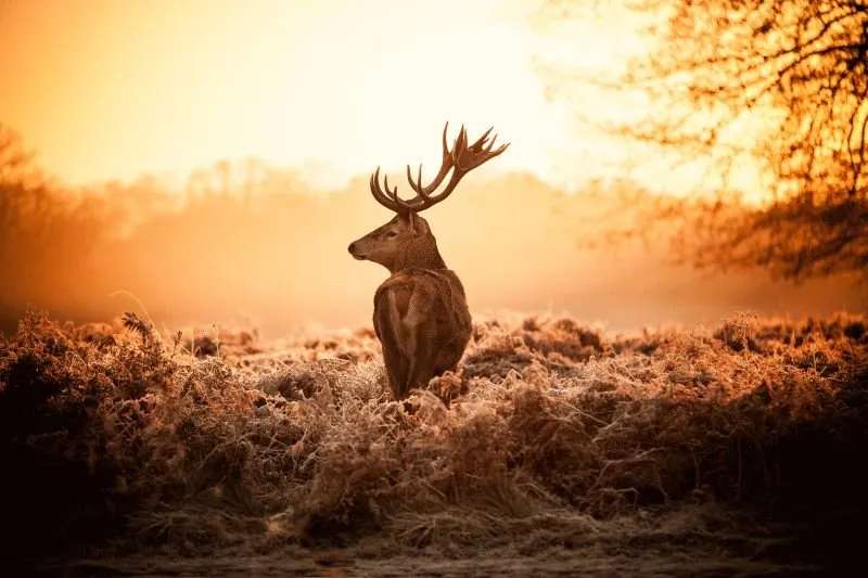 Deer #017