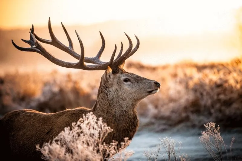 Deer #020