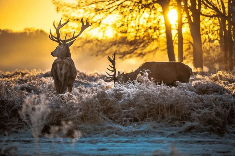 Deer #022
