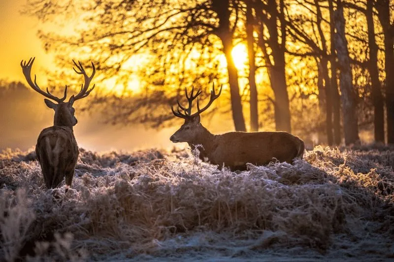 Deer #023