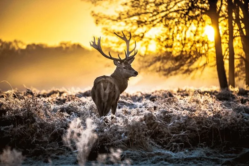 Deer #024