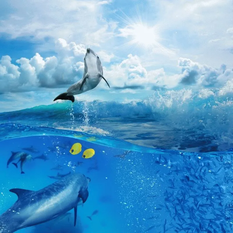 Dolphin #004