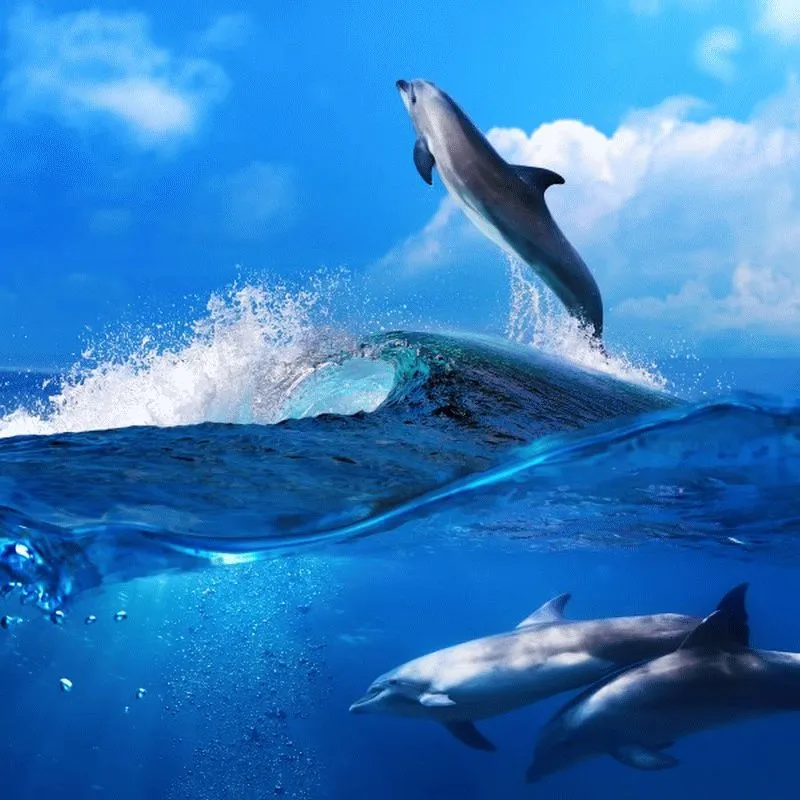 Dolphin #005