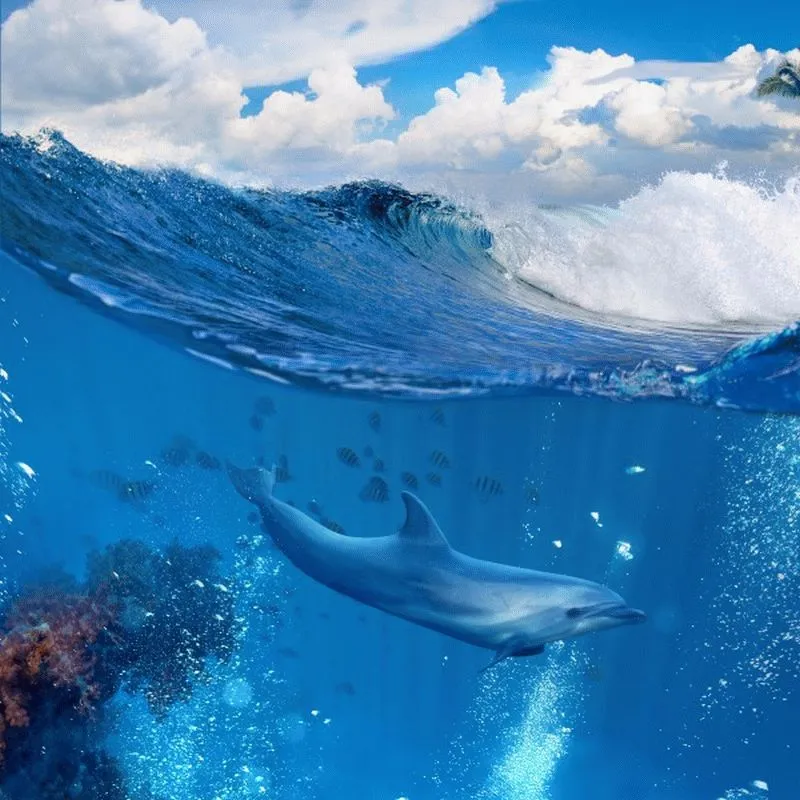 Dolphin #009