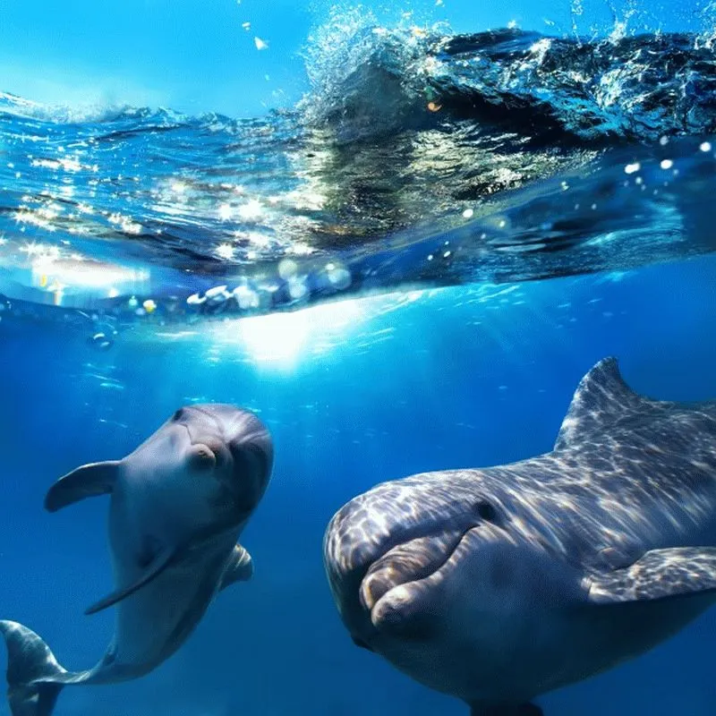 Dolphin #010
