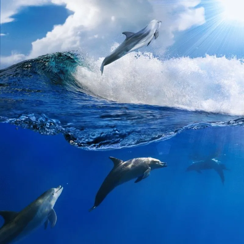 Dolphin #013