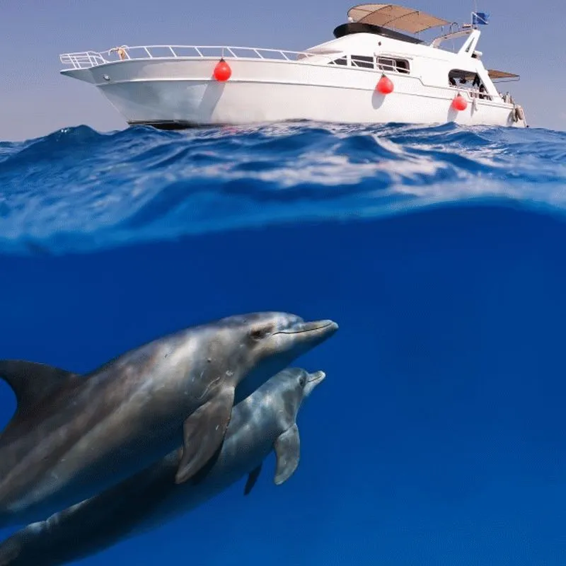 Dolphin #016