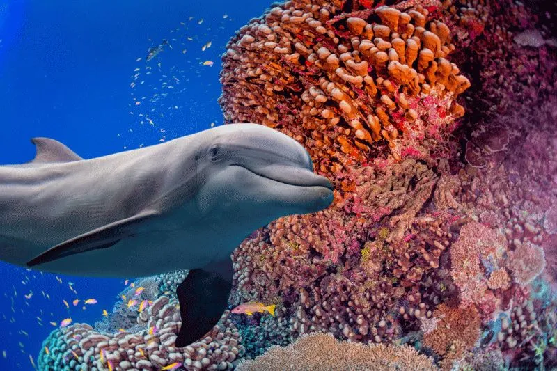 Dolphin #031