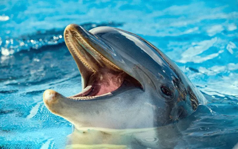 Dolphin #062