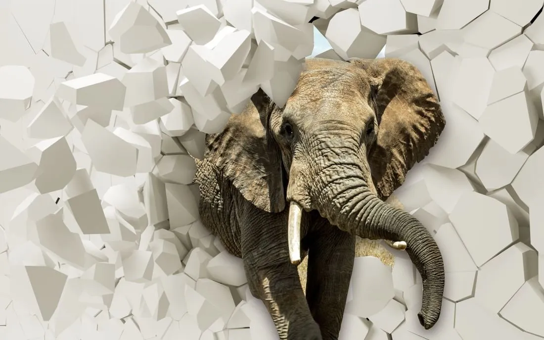 Elephant #013
