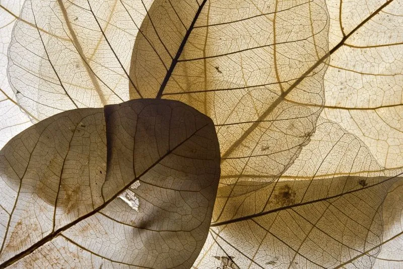 Skeleton Leaf Sepia