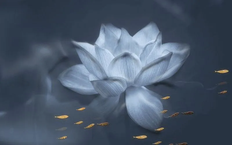 Moonlit Blue Lotus