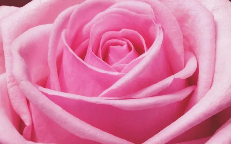 Pink Rose Close-Up