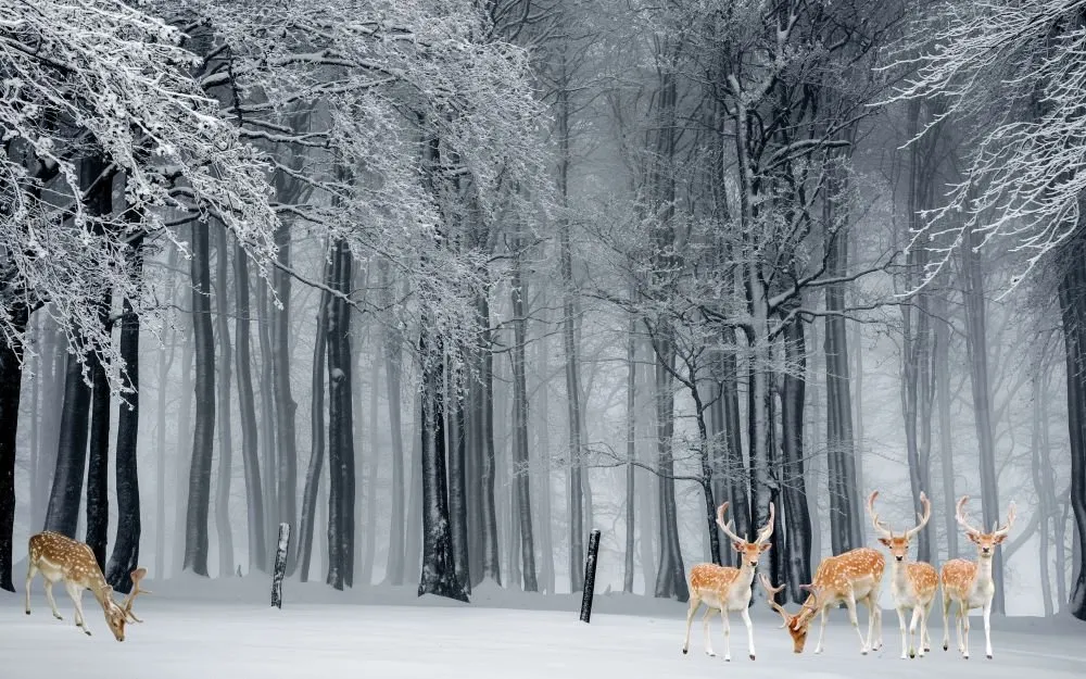 Forest #054