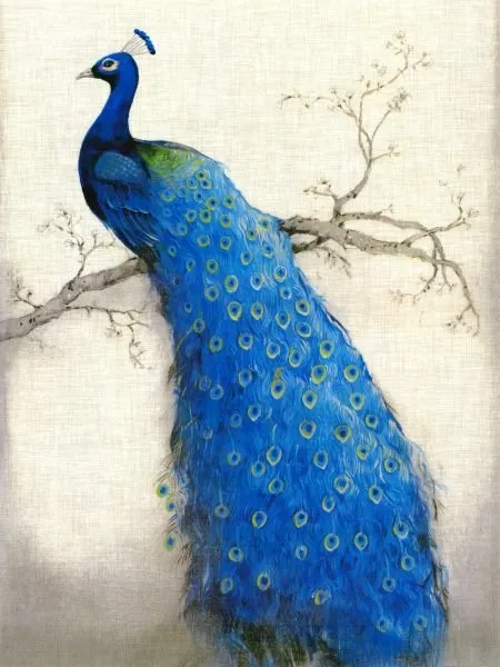 Peacock #002